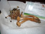 armillaria mellea